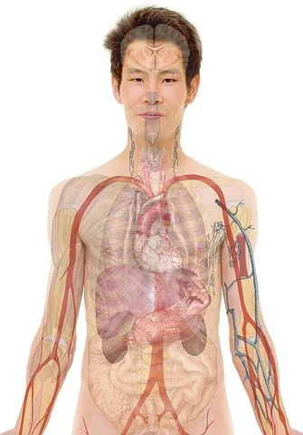 anatomy-254129__480.jpg