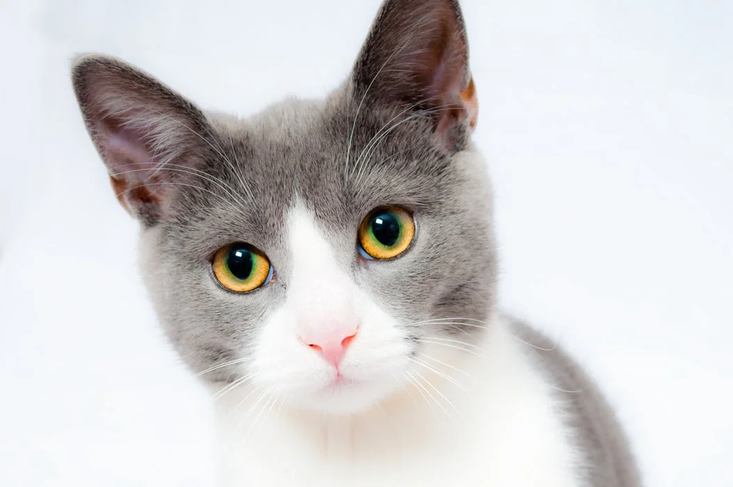 cat-pet-animal-domestic-104827.jpeg