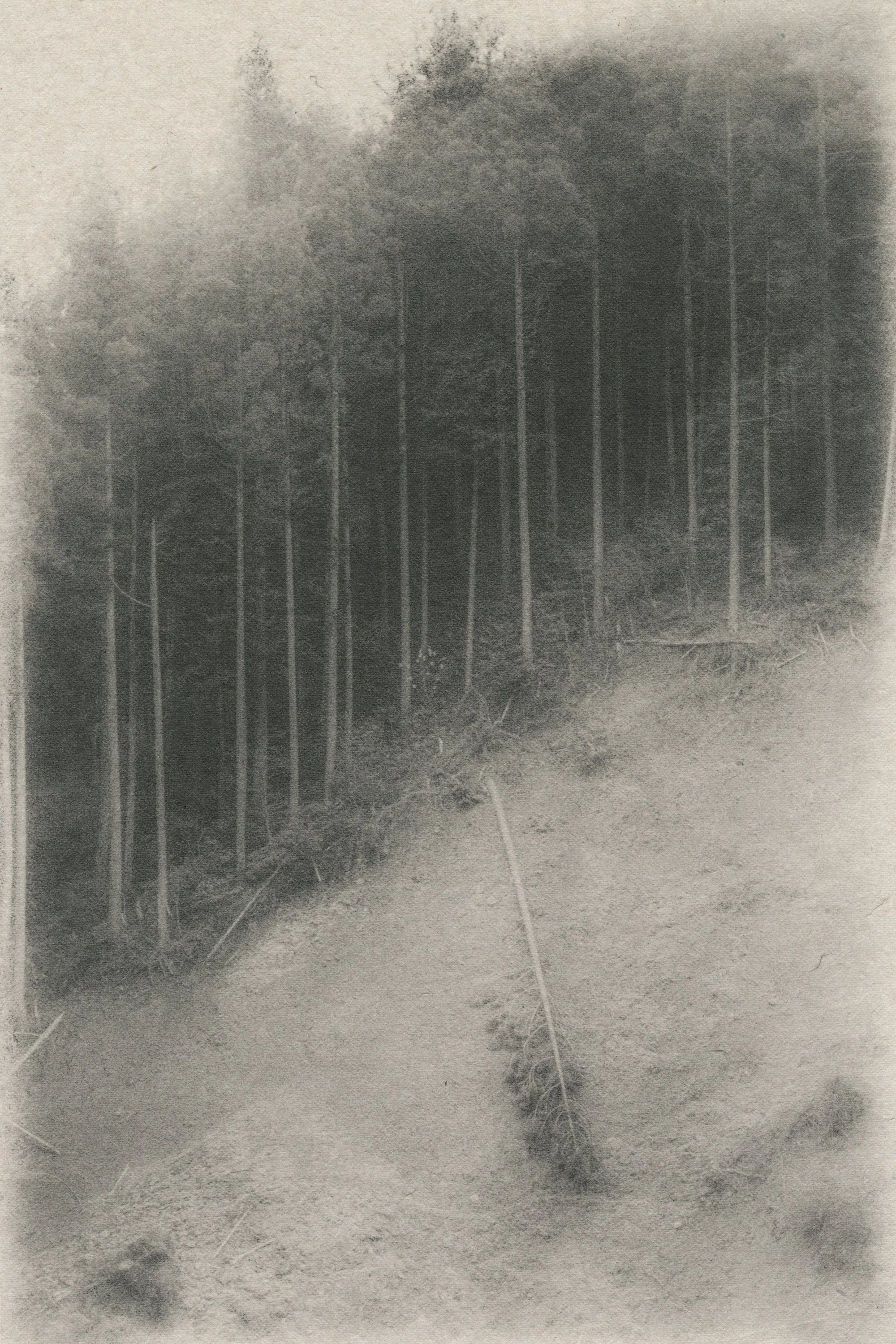 DT_Japan_fpp_Fallen_Tree_Noto_cr.jpg