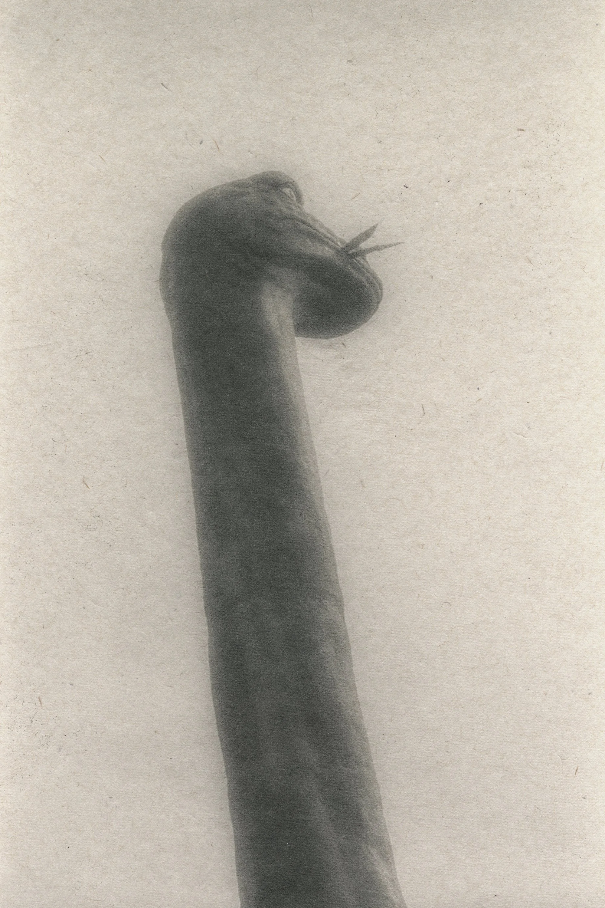 DT_Japan_fpp_dino_cr.jpg
