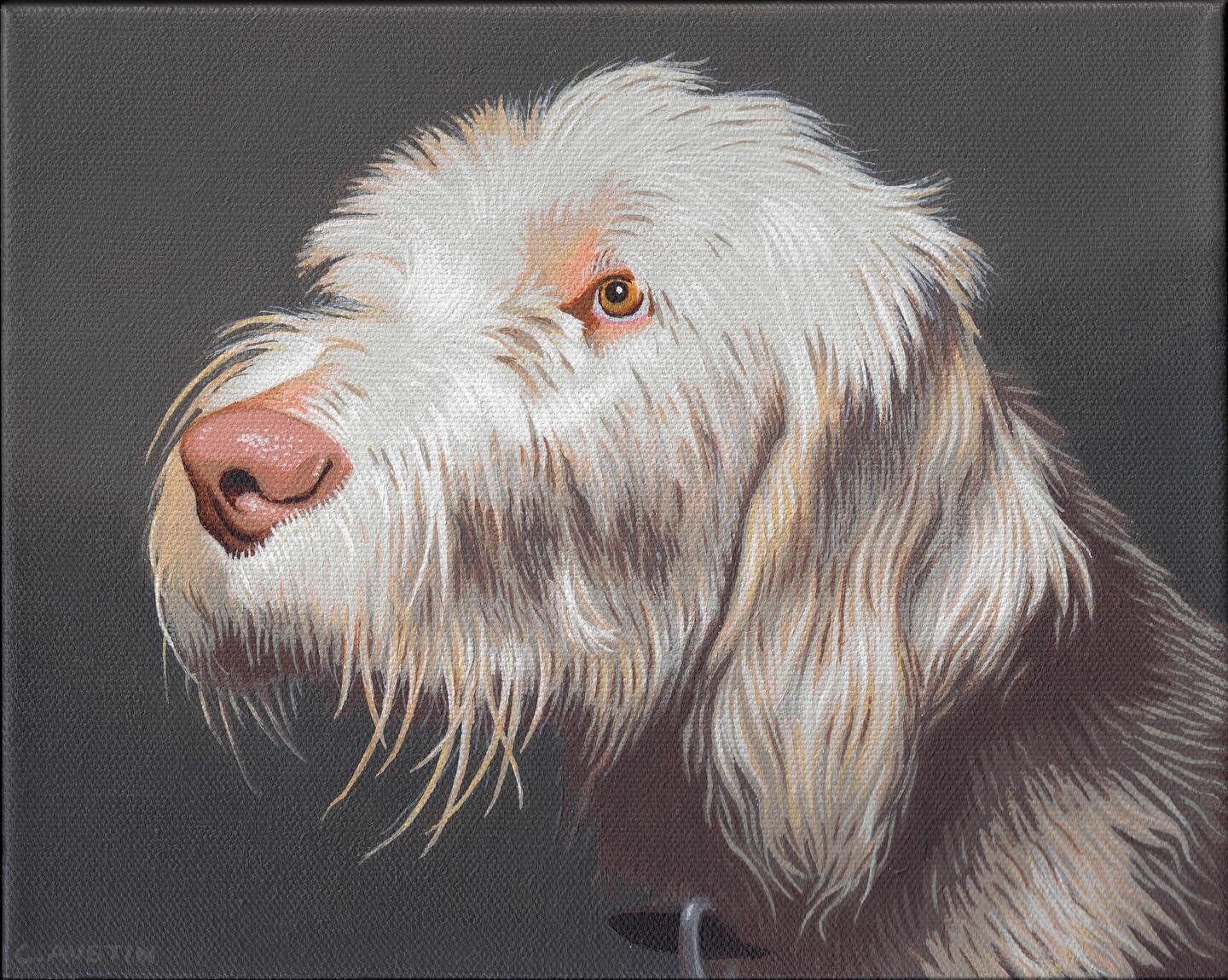 &ldquo;Remy&rdquo; a very handsome Italian Spinone. 8&rdquo;x10&rdquo; acrylic on canvas. I&rsquo;ve been having fun doing these dog portraits, if you are interested in having one done of your dog, DM me, I&rsquo;m open for commissions.