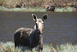 Moose - Wayne Laroche, Vermont Fish and Wildlife Department