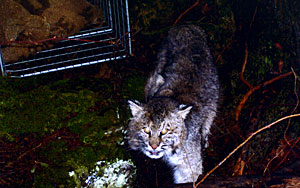 Bobcat - Barry Forbe