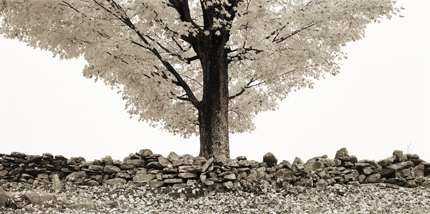 Tree 96 dpi smaller size.jpg