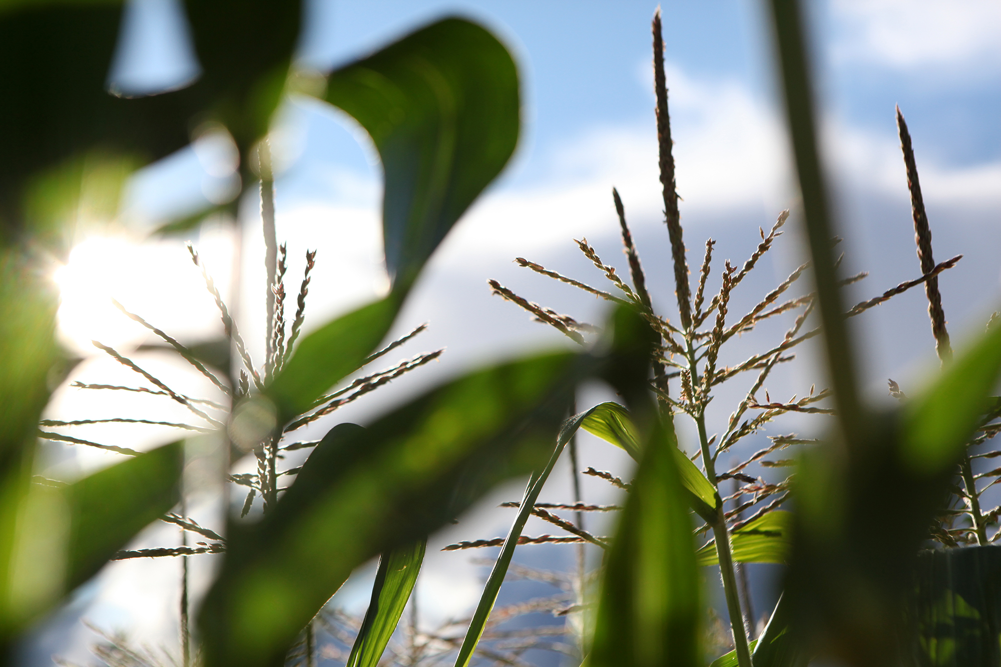 Corn, Post Mills, Vermont.