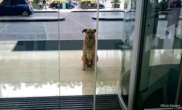 Picture from Life with Dogs: A World Leader in Dog News and Entertainment