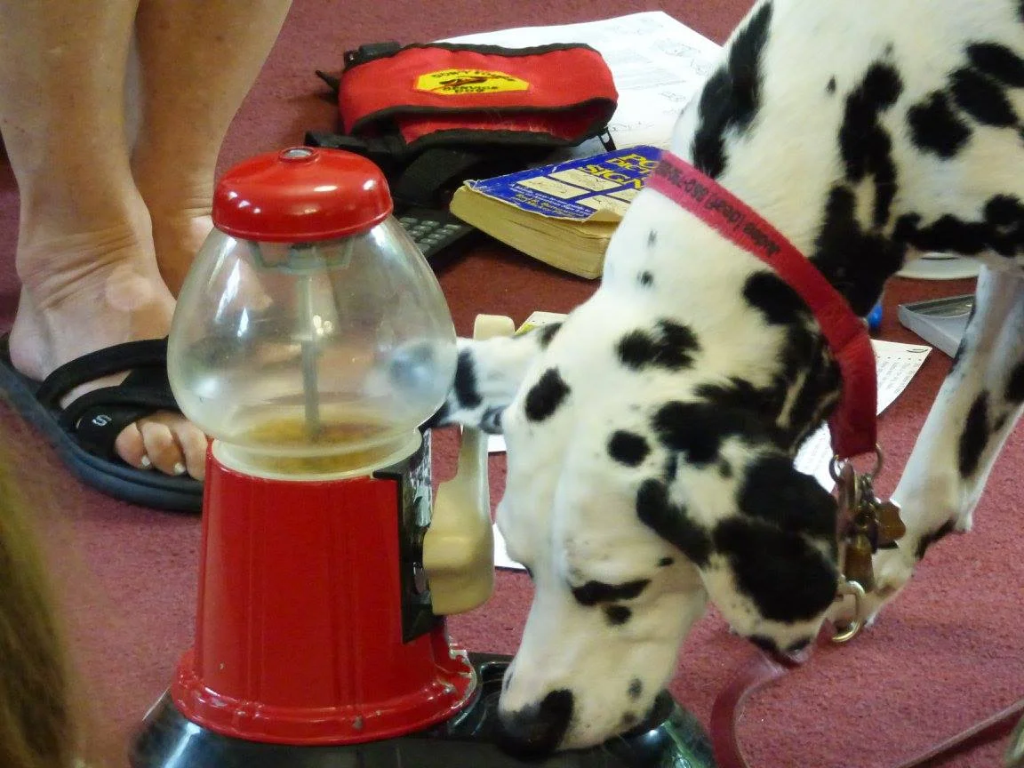 In this picture Judea has learned very well how to feed herself from the "Bubblegum Machine."