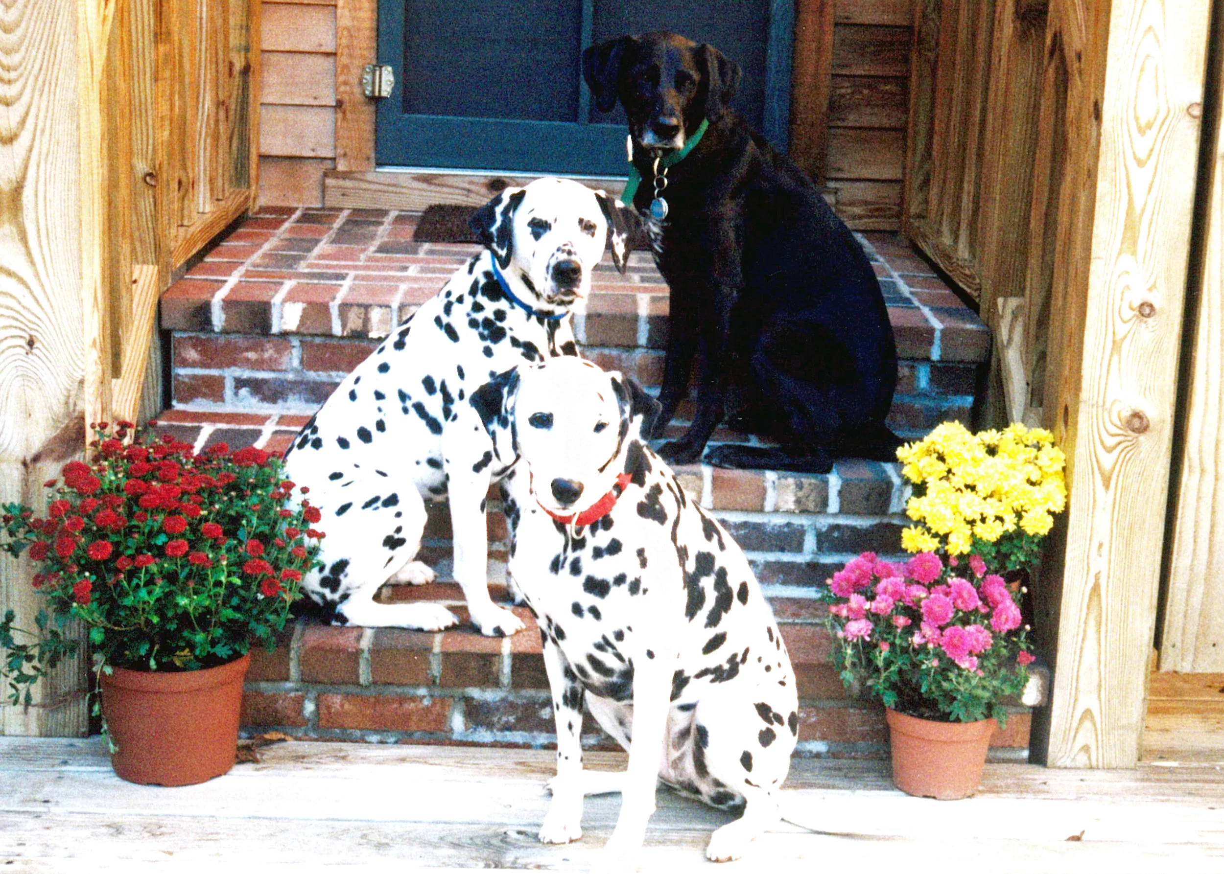 Three Pups