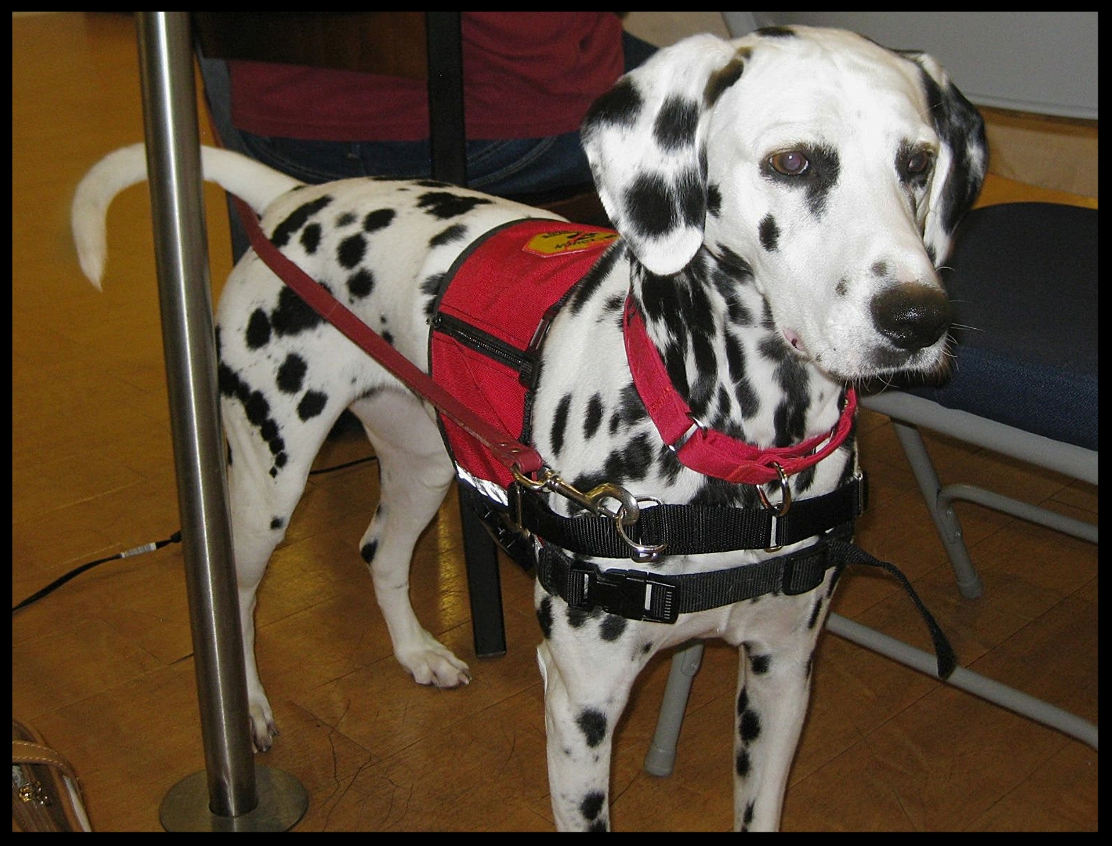 dalmatian service dog