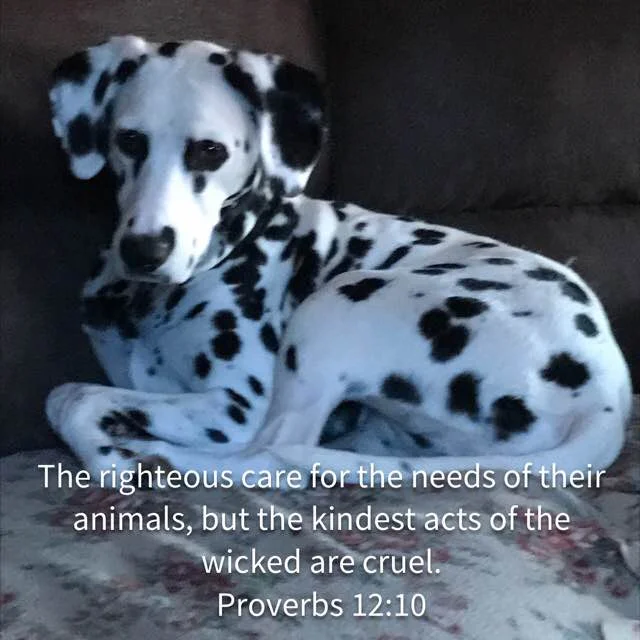 May we all learn from our canine companions who, according to a study done by Goldsmiths College in London, " demonstrate behaviors consistent with an expression of empathetic concern." Let us all care for the needs of each other.