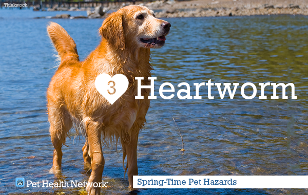 3-heartworm146723705_0.png