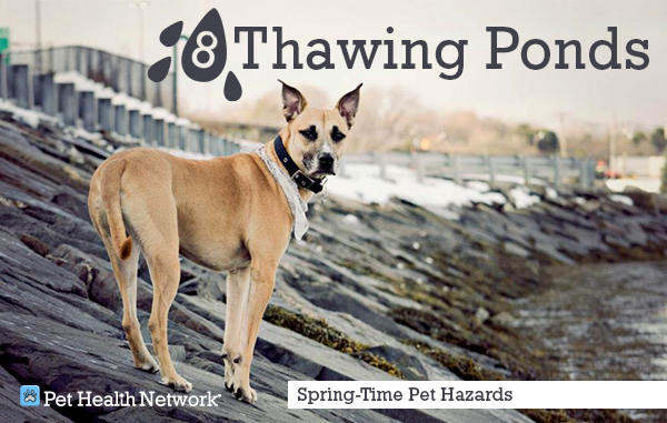 8-thawing-pondcaitkimball_0.png