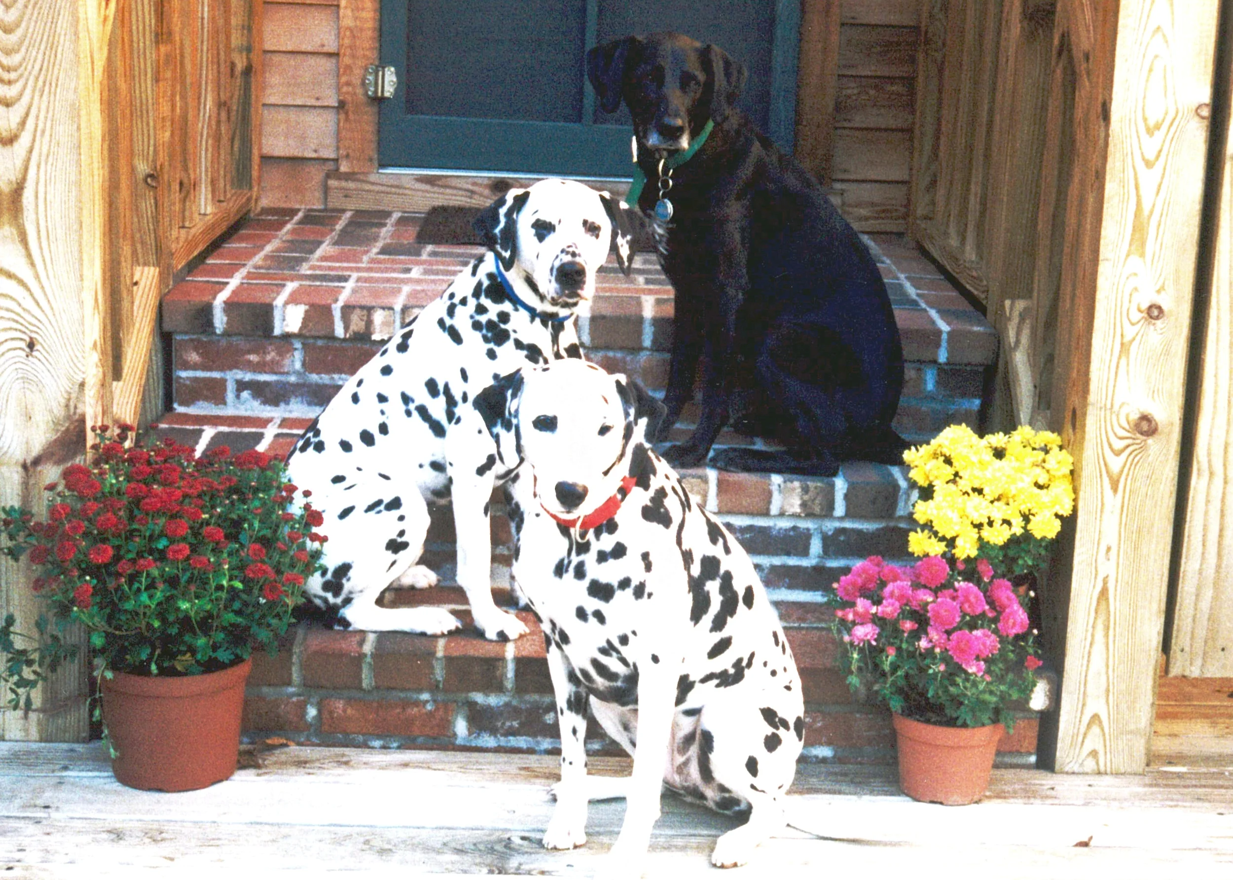 BackSteps_3Pups.jpg