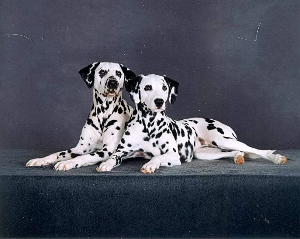 Tips for Living with a Deaf Dog