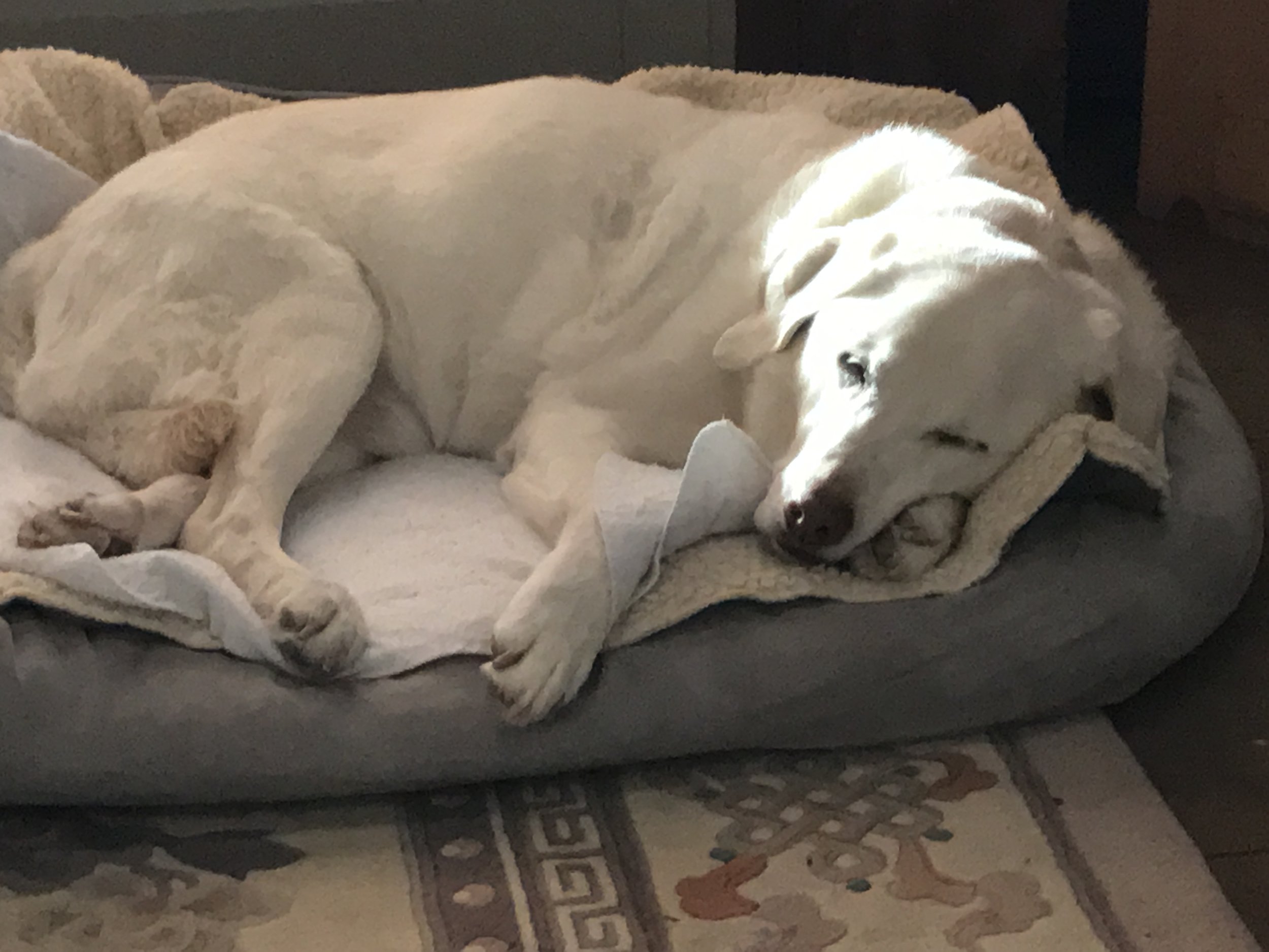 Essential Oils and our Dogs