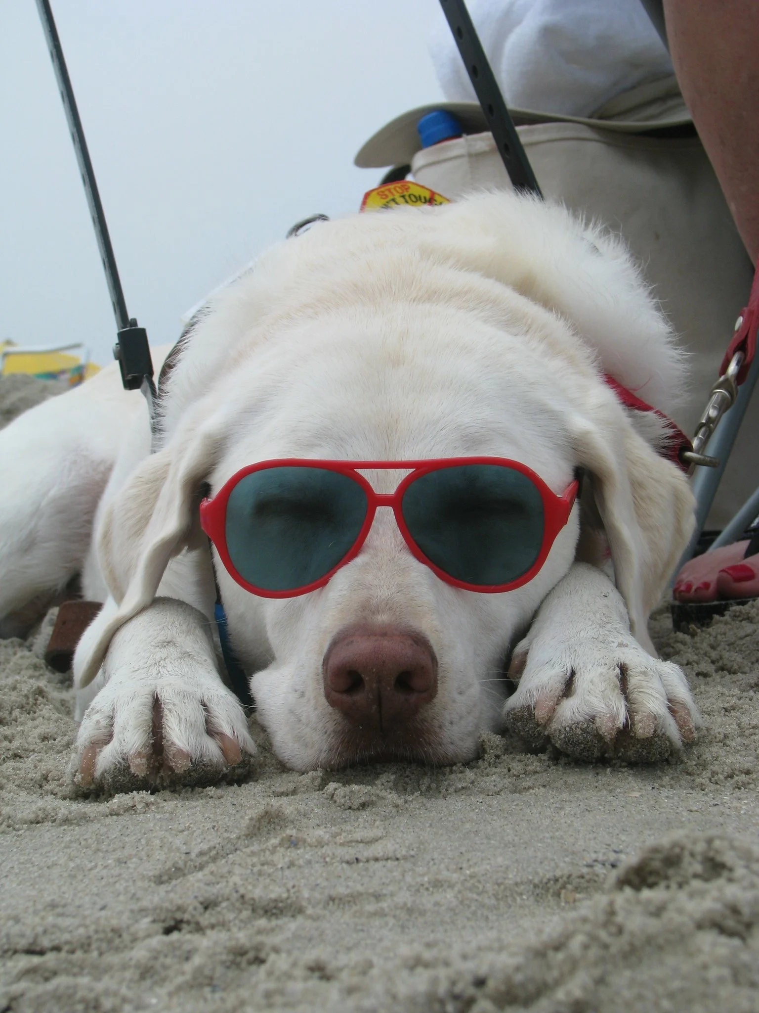Salt Water Deadly to our Dogs