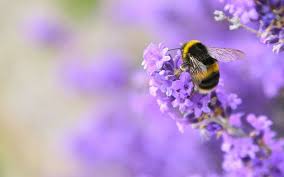 precious bee.jpeg