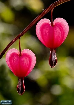 bleeding heart.jpg