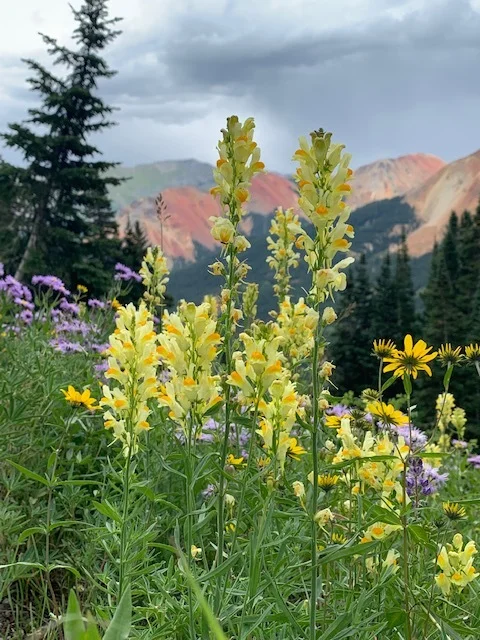 Spirit Gulch 2019.jpg