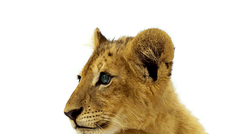 lions-den-1.gif