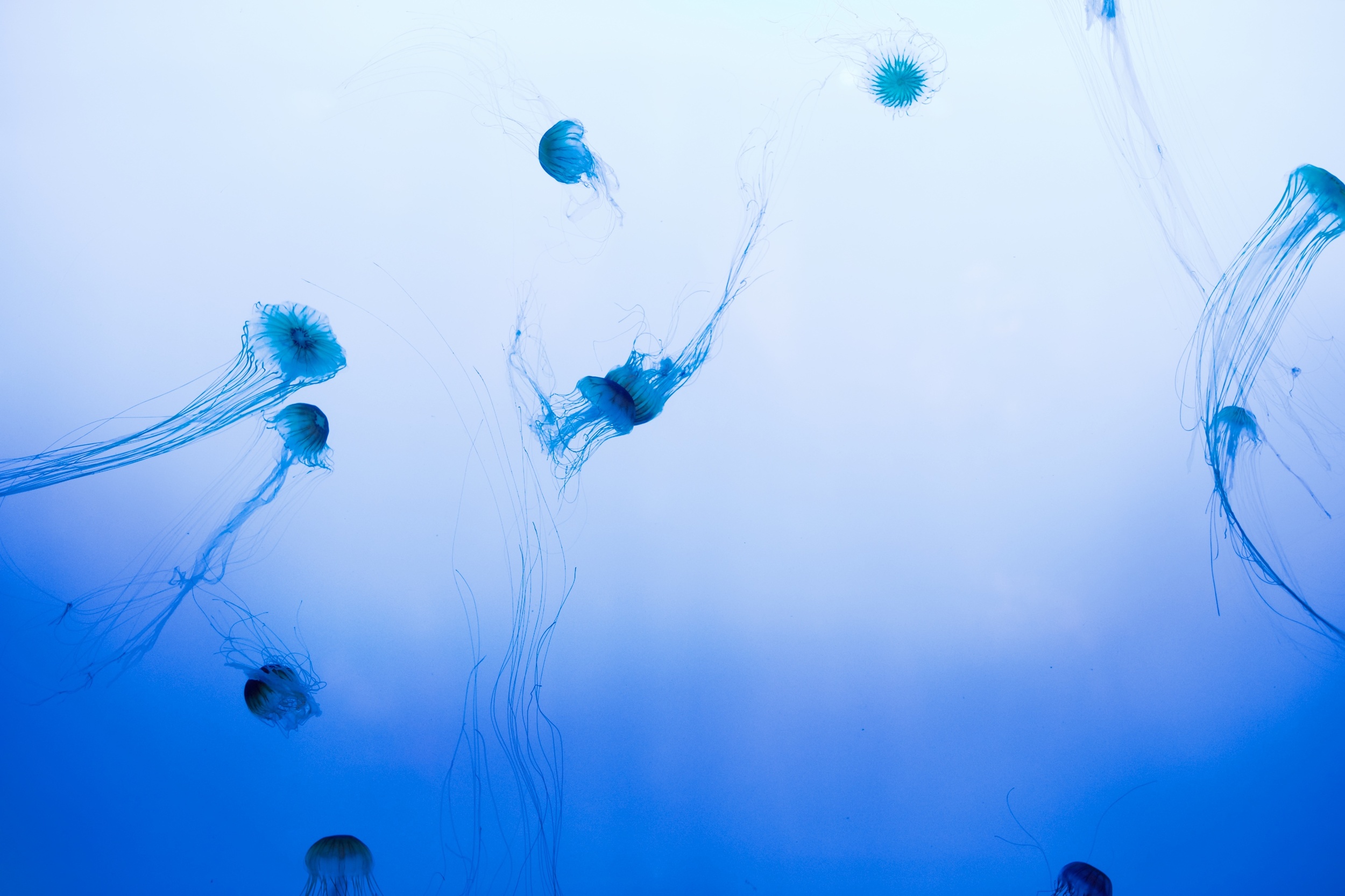 jellyfish.jpg