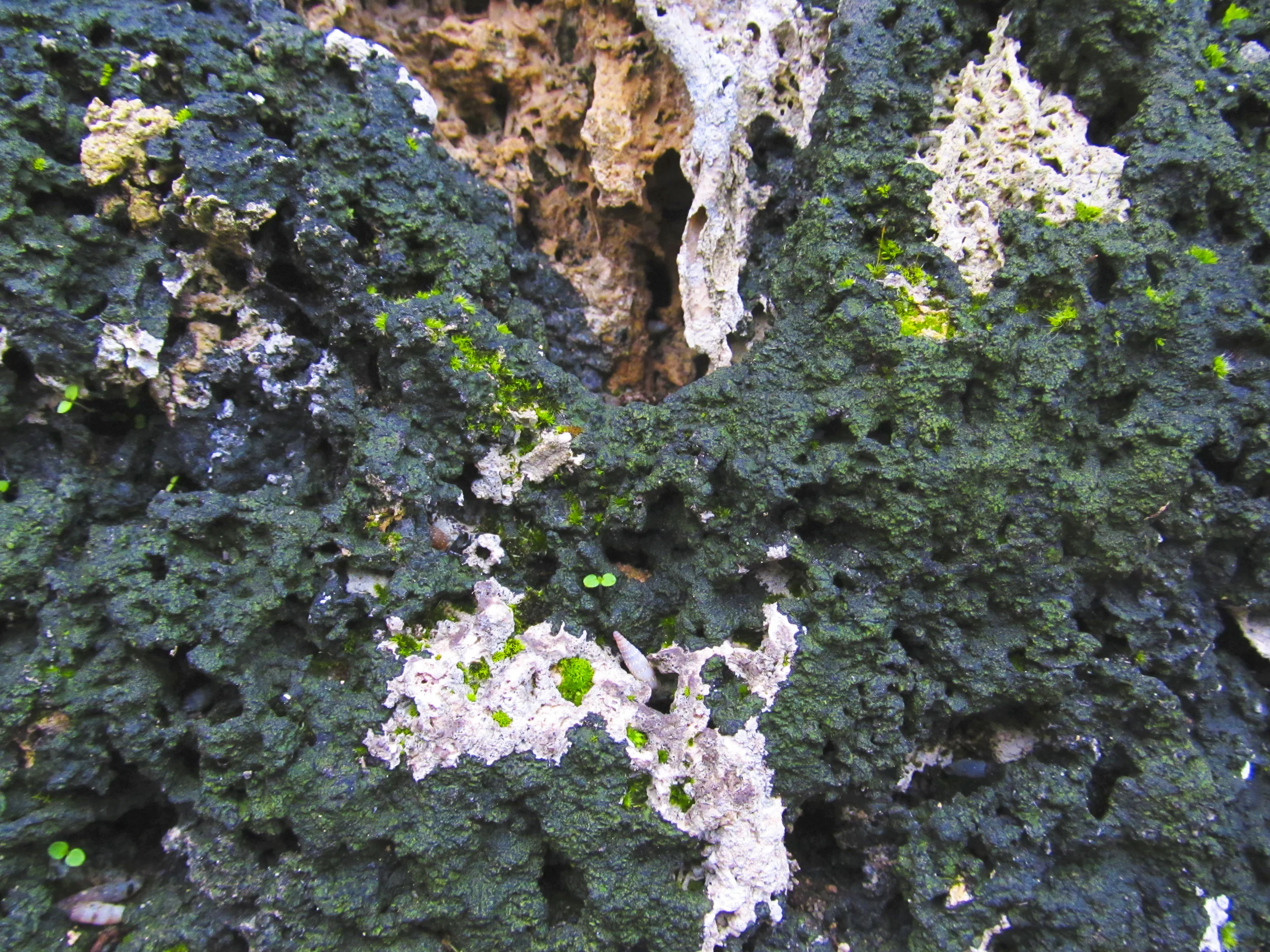 IMG_2227.jpg