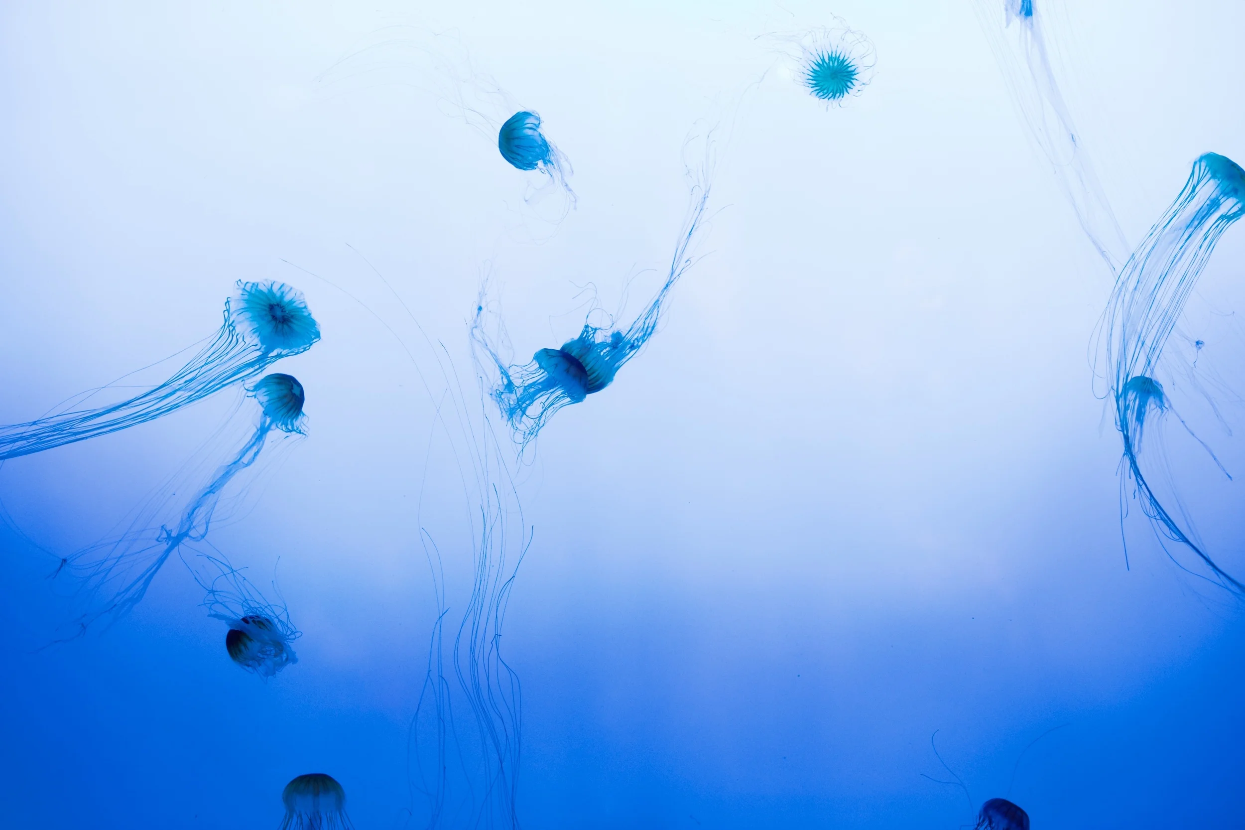 jellyfish.jpg