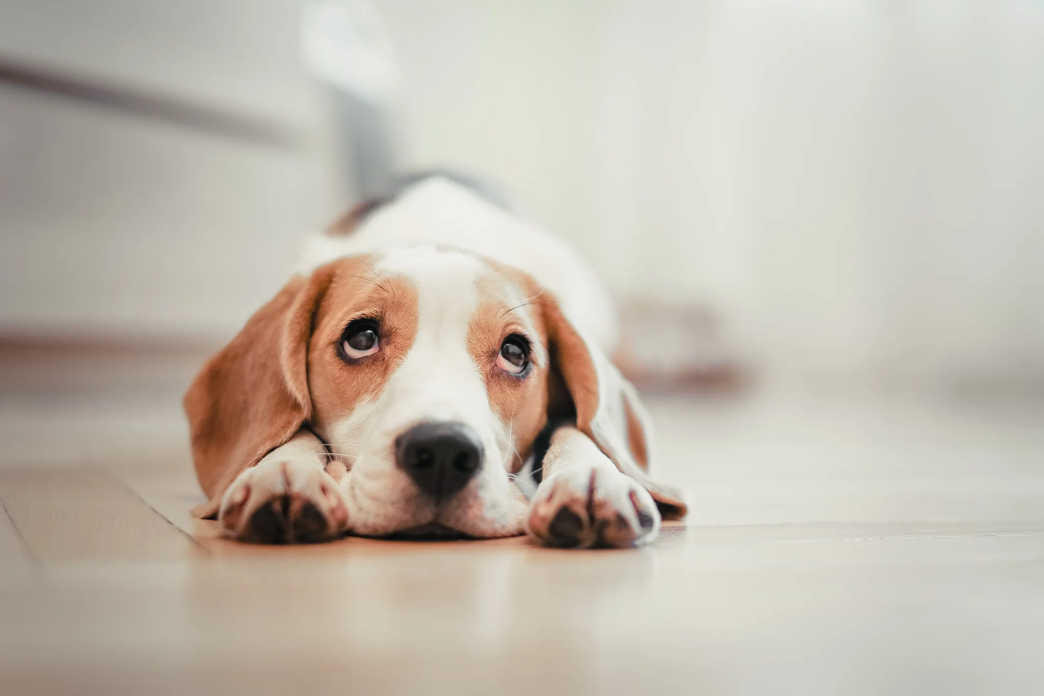 puppy oops.jpg