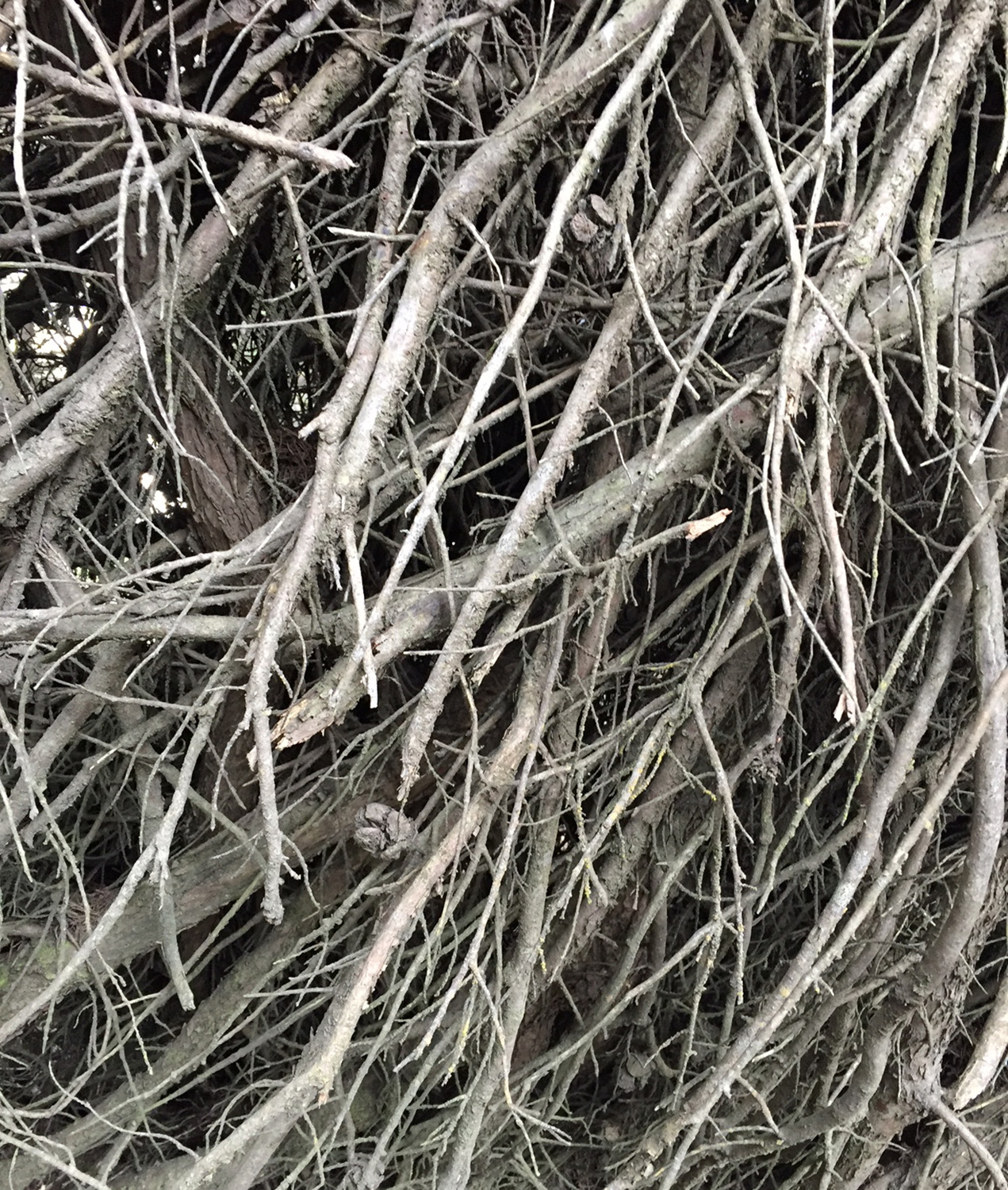 thicket.JPG