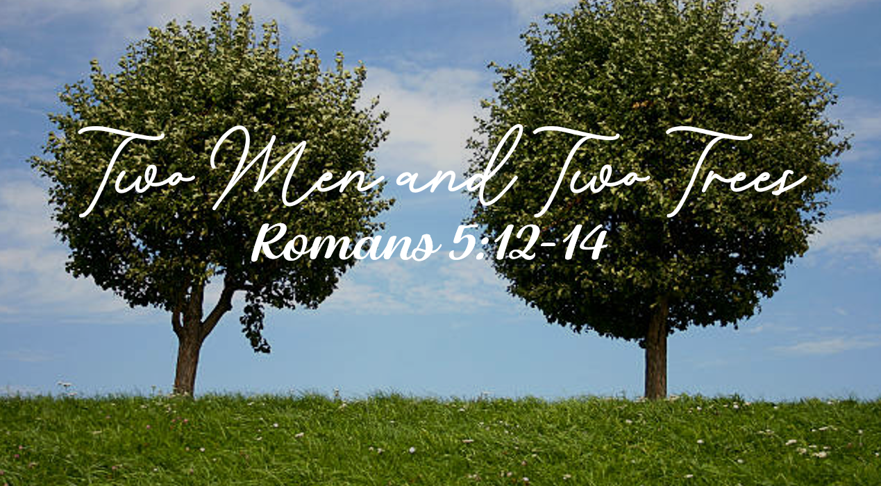 Two Men and Two Trees