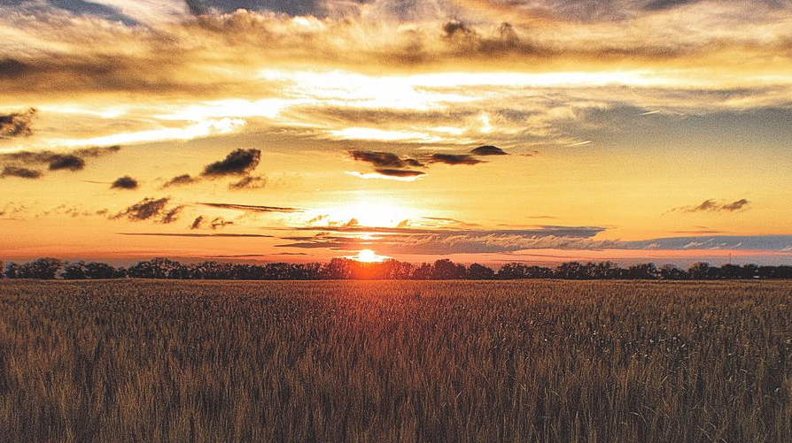 Seed Time &amp; Harvest