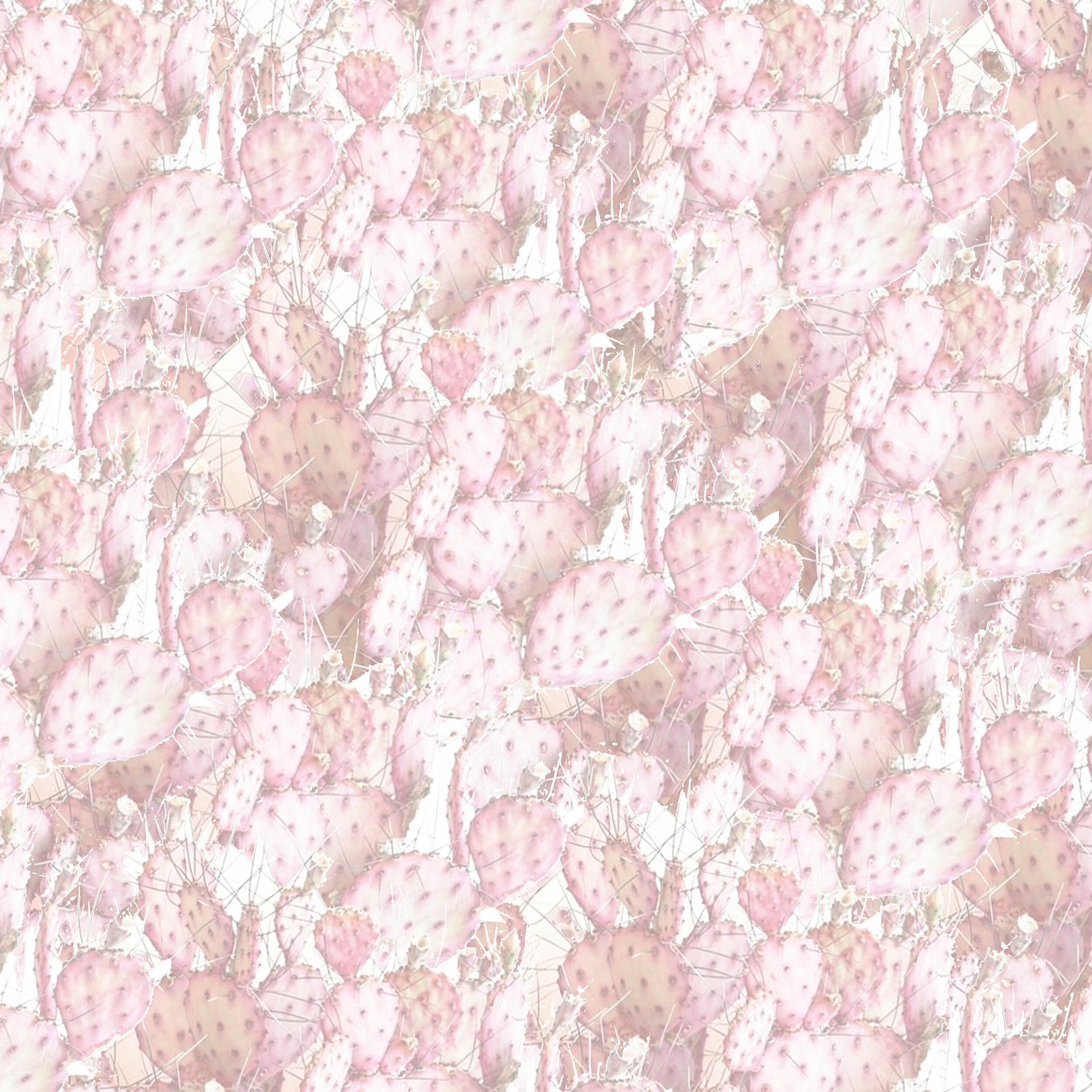 6_cactipink.jpg