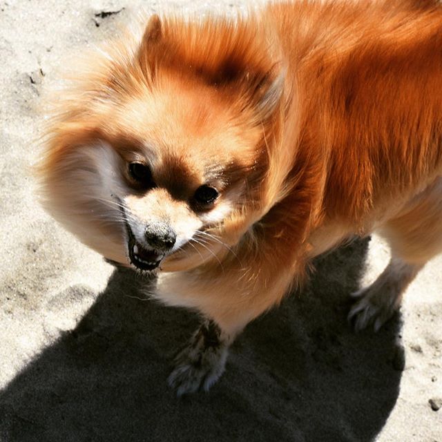 The beach inspires Lissy, there's nothing like a sandy snout. #halfmoonbay #pomeranian #designerdog #photography #beach #sand #fluffy #beachdog #designer #mascot #pacificocean