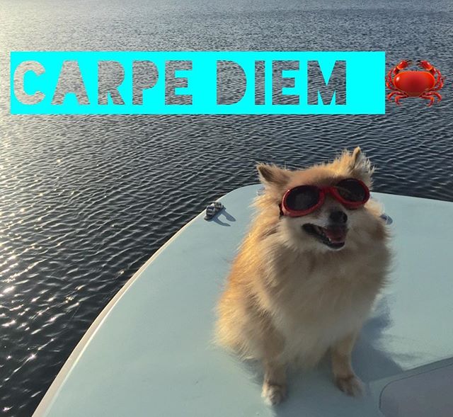 We should all be a little more like our dogs, only great days. ❤️#designerdog #coconutgrove #designyourlife #smilelikeyoumeanit #Pomeranian