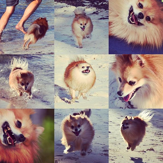 DesignBAR&rsquo;s one and only mascot made her 1st international voyage last week, she loved every second of it. Work hard and always remember to recharge. @foofypancakes @gpsavage @ariana.ranieri #beachdog #pomeranian #designerdogs #hopetown #elbowc