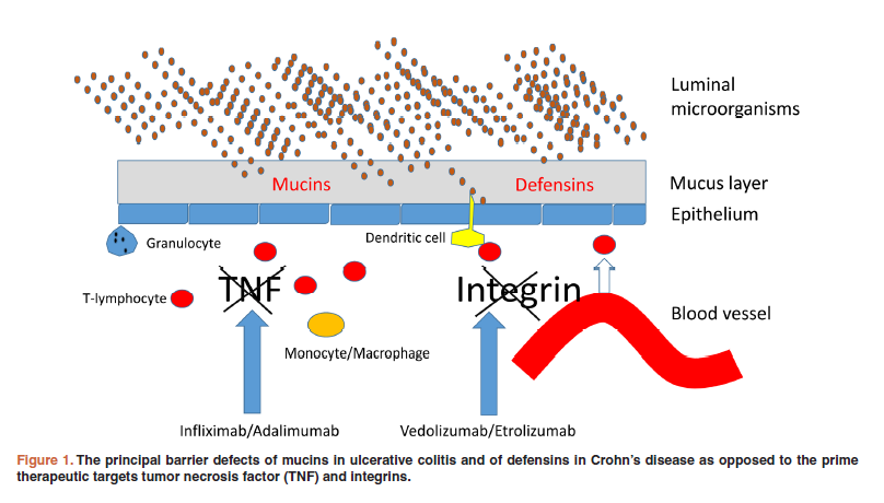 Deficient Defensins and Missing Mucins in the Pathogenesis of Inflammatory Bowel Disease