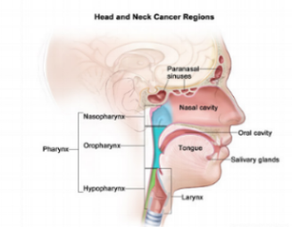 The Market Opportunity in Oral Mucositis