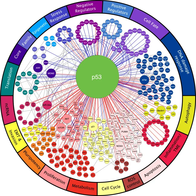 The p53 Network A wide variety of regulators govern the activity of p53 (top), which, in turn, controls many distinct biological processes (bottom). Each node represents a gene and each line represents an interaction. Direct p53 inputs are indicated as blue lines and direct p53 outputs are indicated as red lines. Noticeably, p53 controls effector processes by activating multiple target genes. Downstream pathways are highly interconnected (gray lines). Interactions are annotated as positive (arrow), negative (T-bar), or modifying (solid circle). Source: Kastenhuber, Edward R., Lowe, Scott W. “ Putting p53 in Context .” Cell . Volume 170, Issue 6, 7. September 2017, Pages 1062-1078.