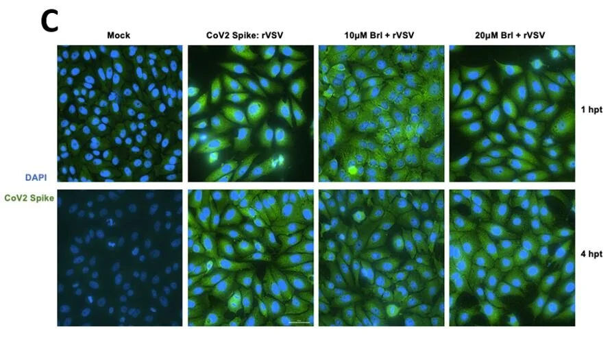 Preprint: Brilacidin, a COVID-19 Drug Candidate, Exhibits Potent In Vitro Antiviral Activity Against SARS-CoV-2