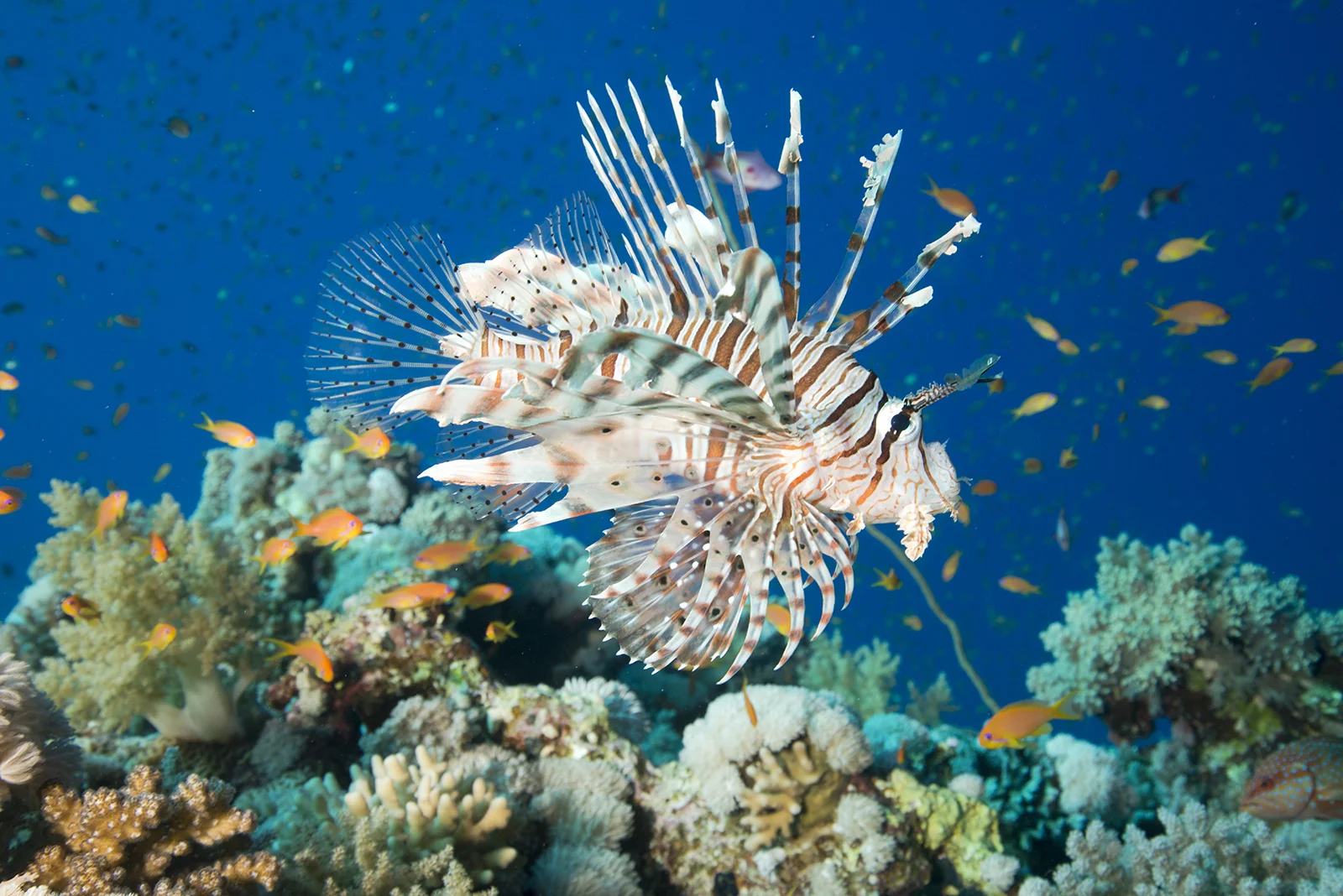lionfish-red-sea-photography.jpg