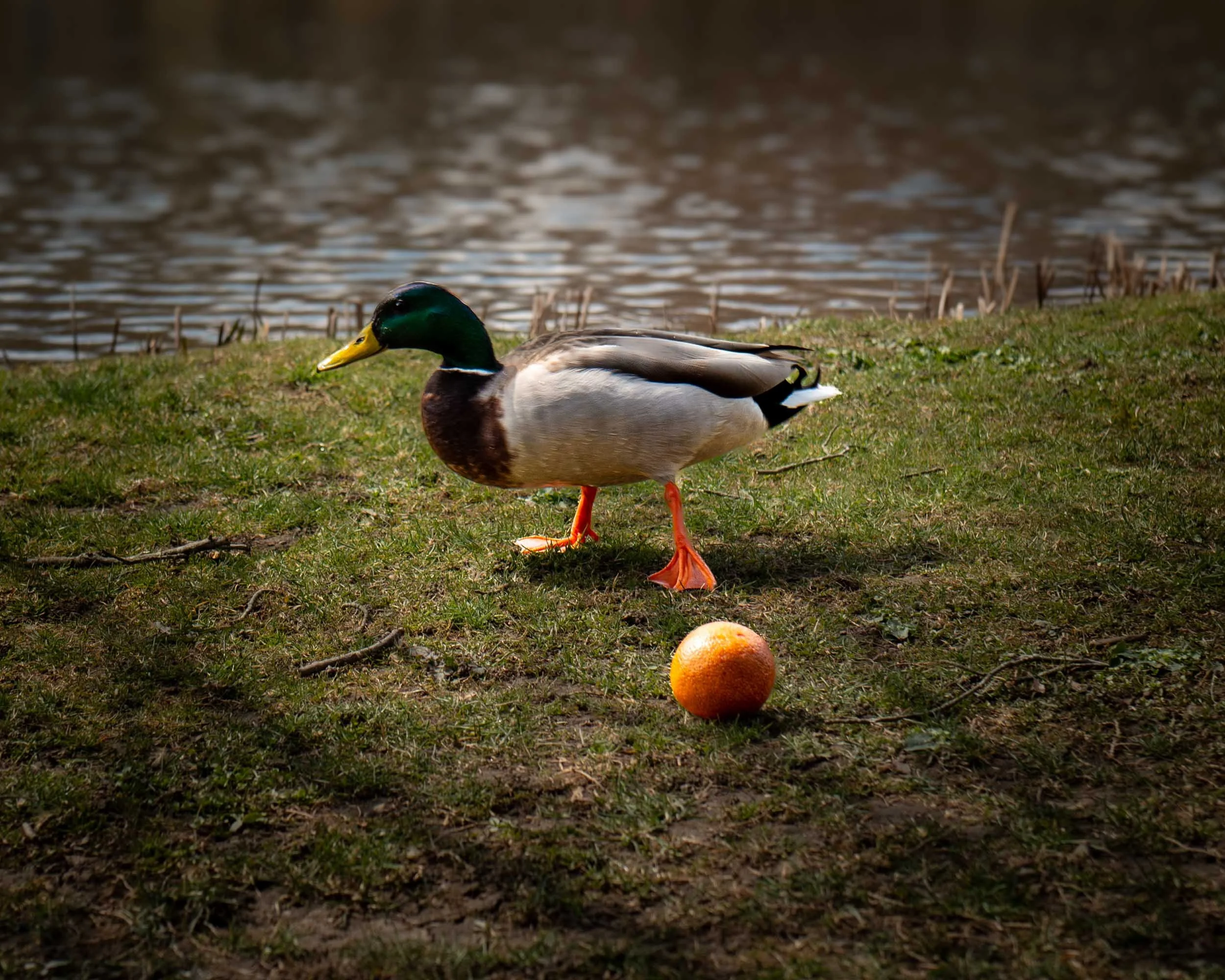 Local shallow pond with lamb duck
