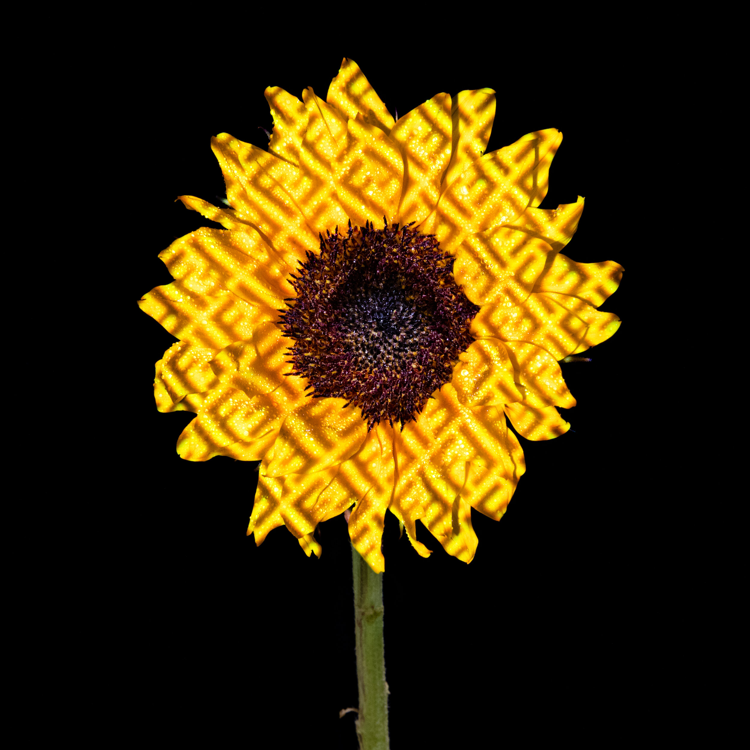 Sunflower_032520_Fendi-1.jpg