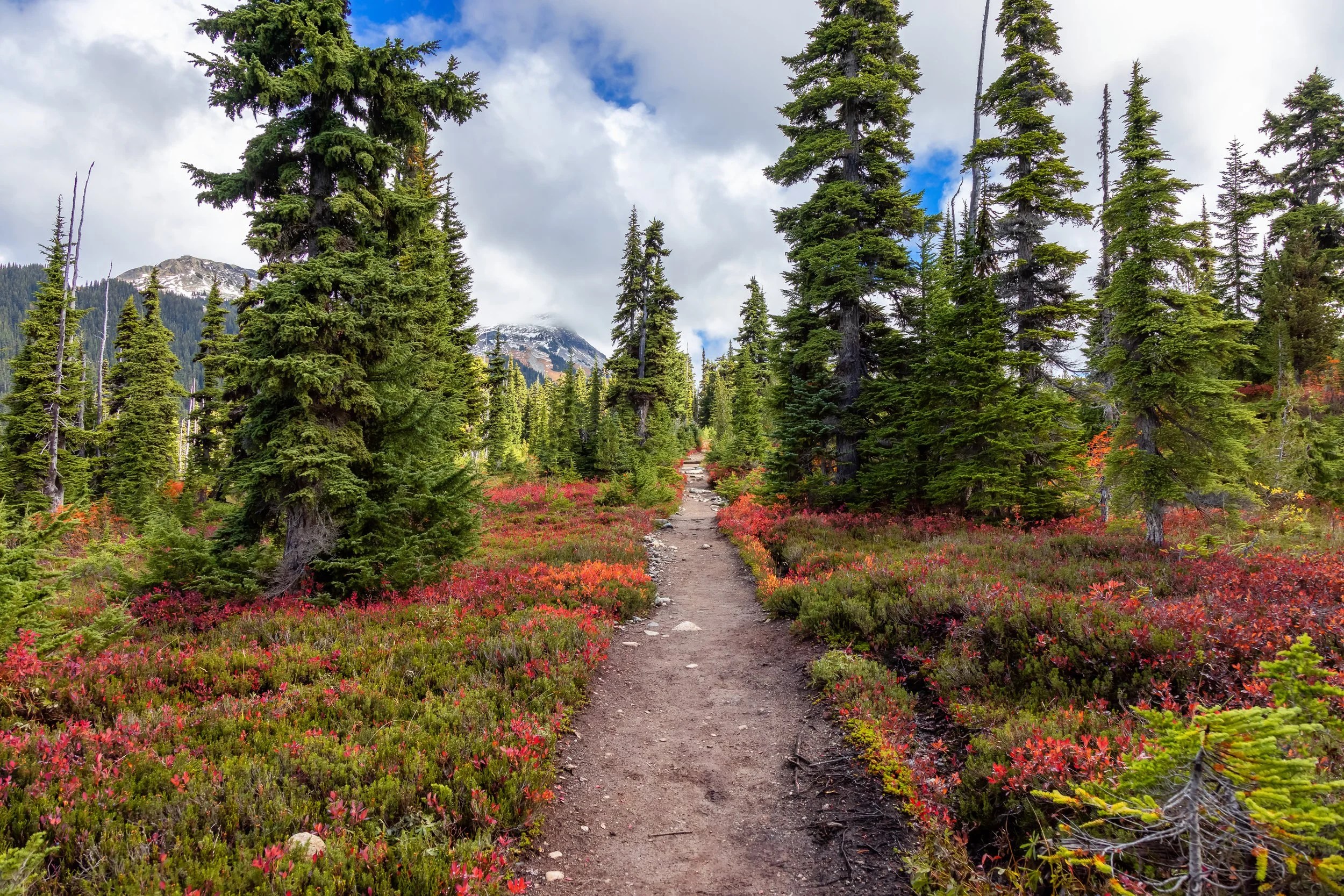 AdobeStock_465119703.jpeg