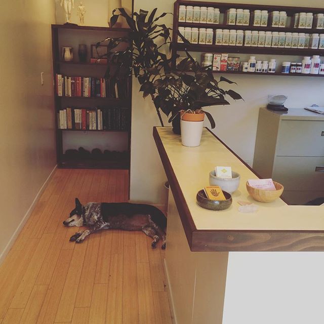 Bring your lazy dog to work day! 🌈💛 #acupuncture #tcm #atwatervillage