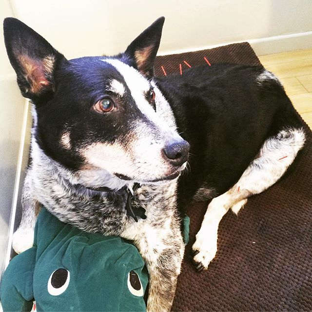What to do when your dog has spleen damp heat and kidney xu? Acupuncture! 🐶🤗 #tcm #acupuncture #atwatervilllage #cattledog