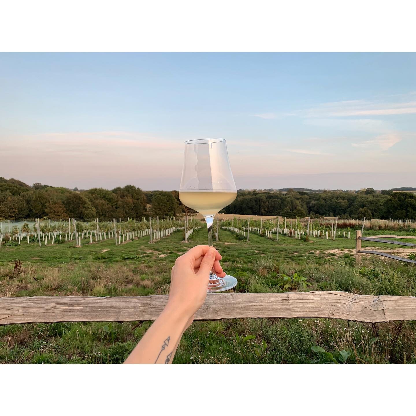It&rsquo;s been flipping months but it&rsquo;s SO GOOD to finally be standing in a vineyard again. And what a beauty, too - with @tillinghamwines grapes basking in the sun, plumping up for harvest, with a glass of spritzy Col&rsquo; &lsquo;19 in hand