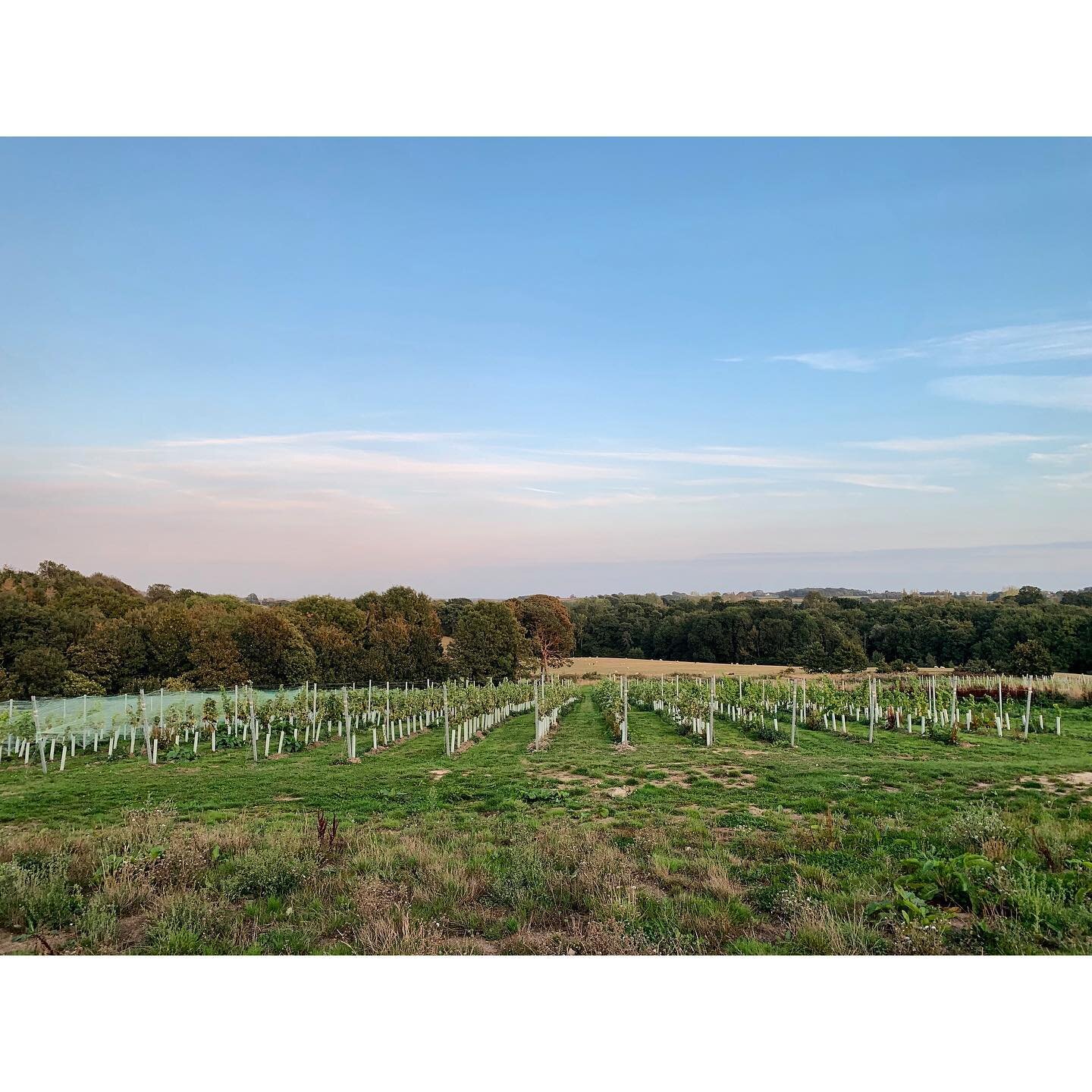 Exciting times! We&rsquo;re bang in the middle of harvest for lots of winemakers in England and across Europe - that time of the year when the whole season&rsquo;s hard work is captured. It&rsquo;s the labour after gestation, before the raising of th