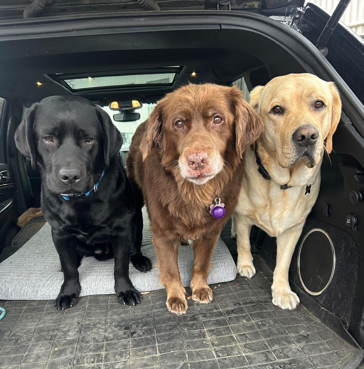 When you love something, you get one in every color ☺️

Introducing Kai 💙

He&rsquo;s a 9 month old black lab and Harvey&rsquo;s newest playmate. He&rsquo;s been with us a whole week and it&rsquo;s be an EASY transition for all. All are happy and ge
