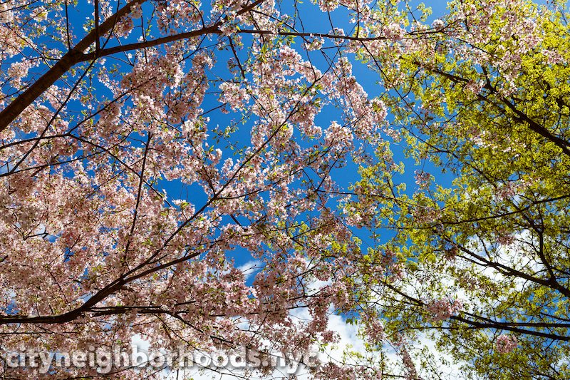 Springtime In Kew Gardens