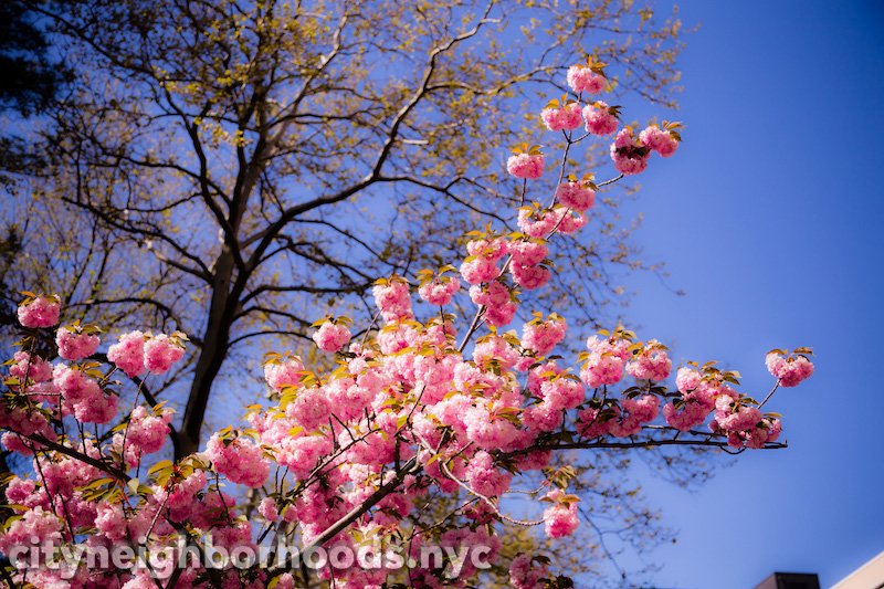 Spring Blossoms